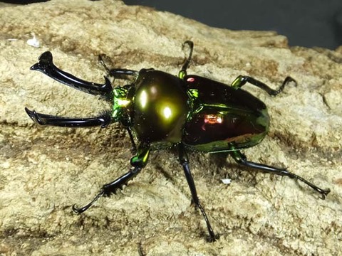 ニジイロノーマル-4