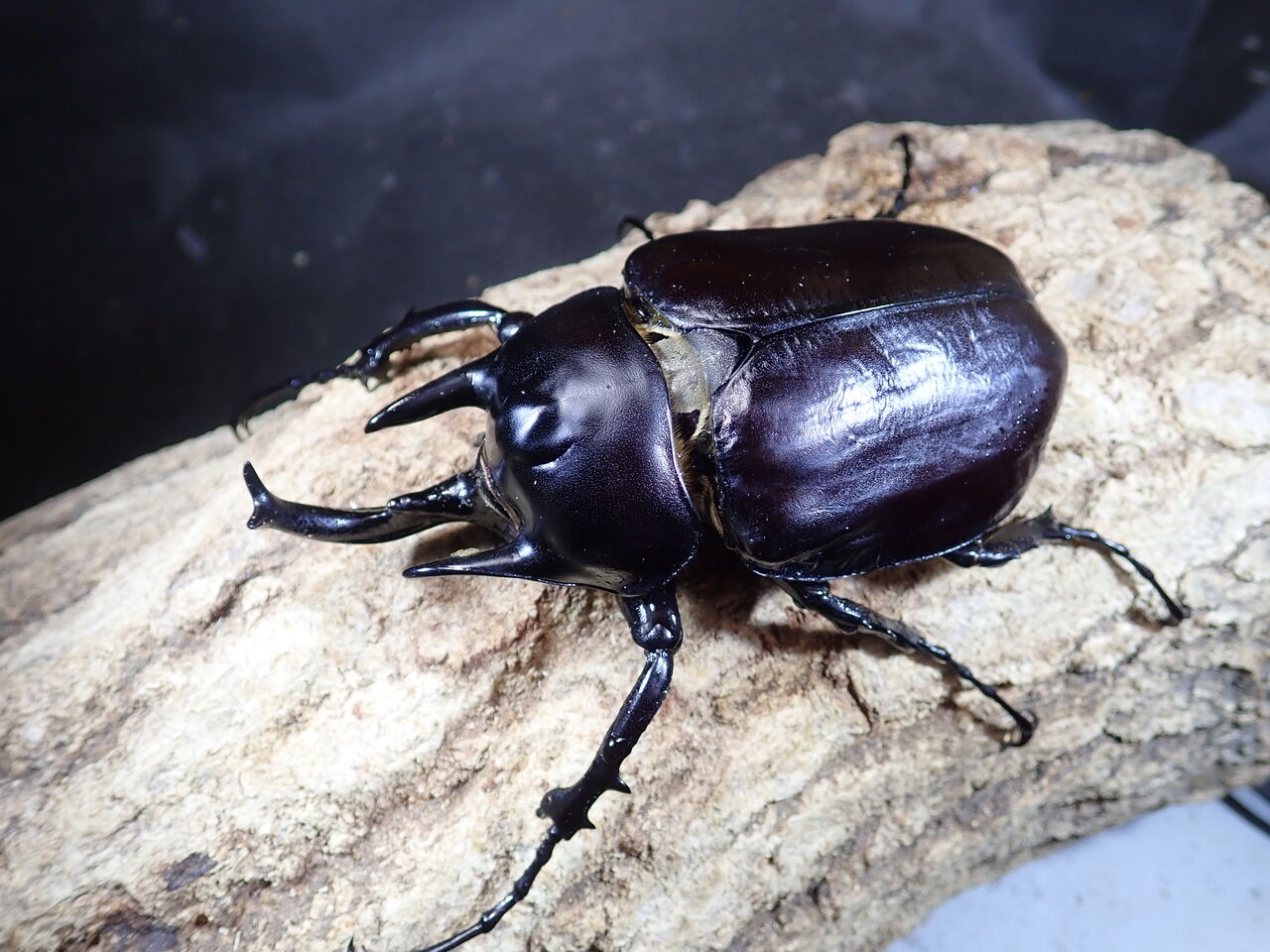 アクティオンゾウカブト : カブトクワガタ☆GLOBAL