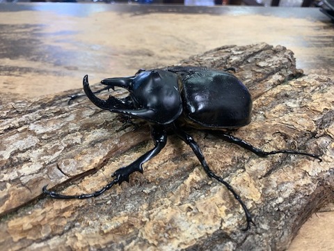 akuthion100-20260308