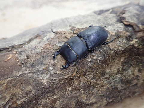 ヨーロッパオオクワ