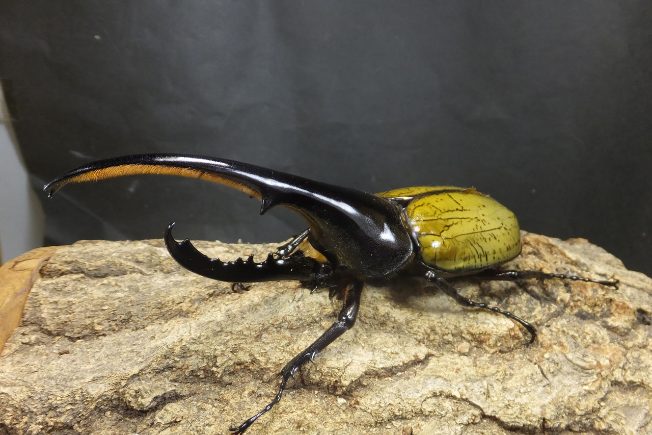 ヘラクレス ヘラクレス カブトクワガタ Global ヘラクレス ヘラクレス カブトクワガタ Global