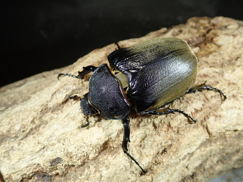 エレファス♀