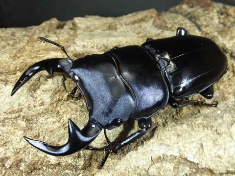 インドグラン-4