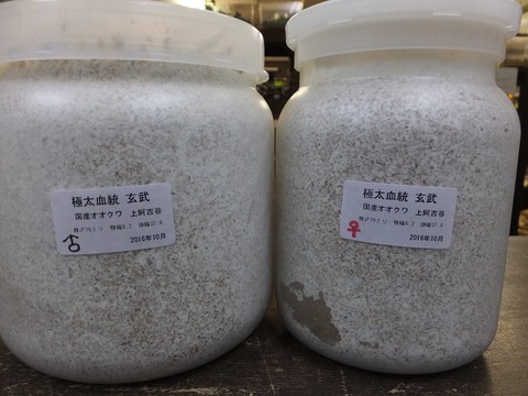 玄武
