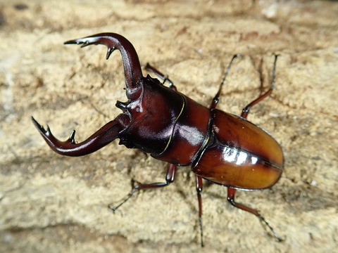 トカラノコ
