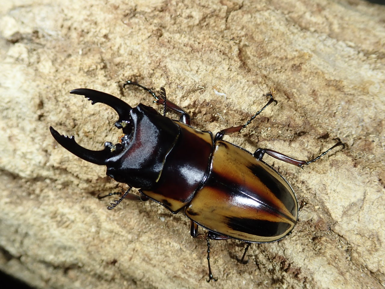 フィリピン、インドネシア、ワイルド便!! : カブトクワガタ フィリピン、インドネシア、ワイルド便!! : カブトクワガタ