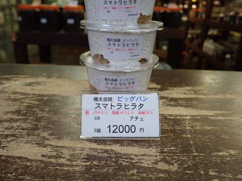 ビックバン