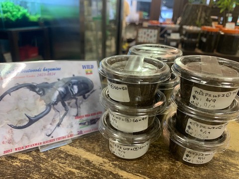 woody-kazumiae-20250919