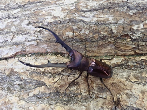 パープルメタリ