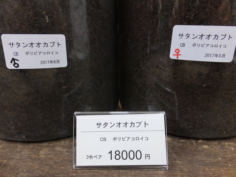 サタンペア