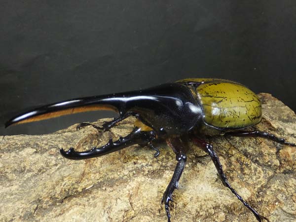 ヘラクレスヘラクレス
ブルー系標本 ヘラクレスヘラクレス ♂127ミリペア