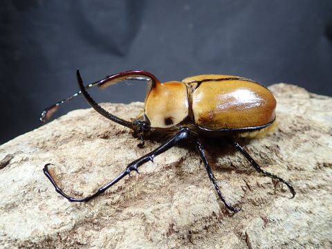 ポルテリ