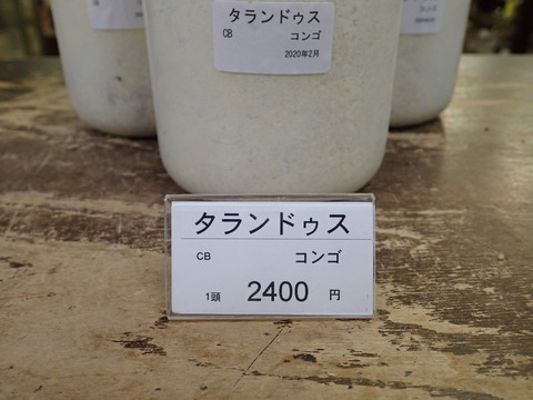 タラ