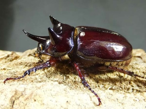 surinamumitunokabuto-wb-4