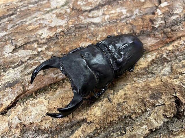 国産オオクワガタ ゴードンR00BAN 極太血統ゴードンR00BAN : カブトクワガタ☆GLOBAL