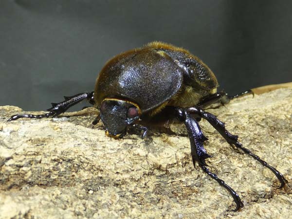 レッドアイ☆ヘラクレス【カブトムシ~クワガタ】