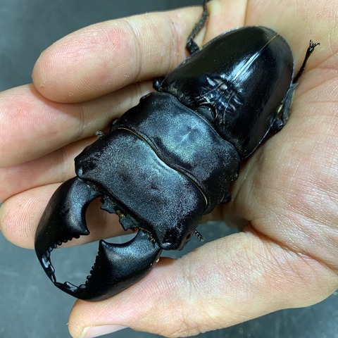 無限種親