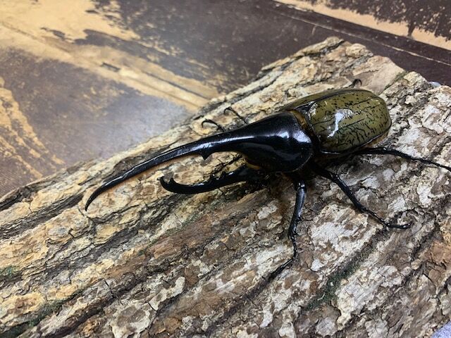 引退 クワガタ色々詰め合わせ福箱 第三段！