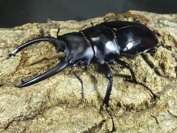 大型 ダ−ルマンツヤクワガタ(亜種インタ−メディア) あかる 