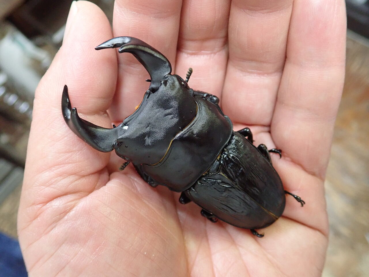 国産オオクワ : カブトクワガタ☆GLOBAL