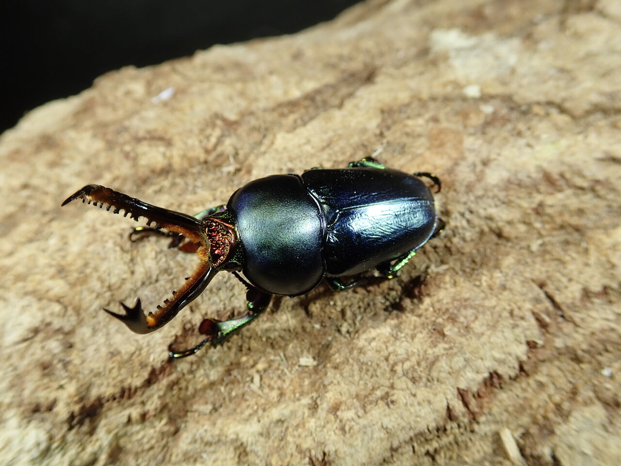 パプキン ニジイロ カブトクワガタ Global パプキン ニジイロ カブトクワガタ Global