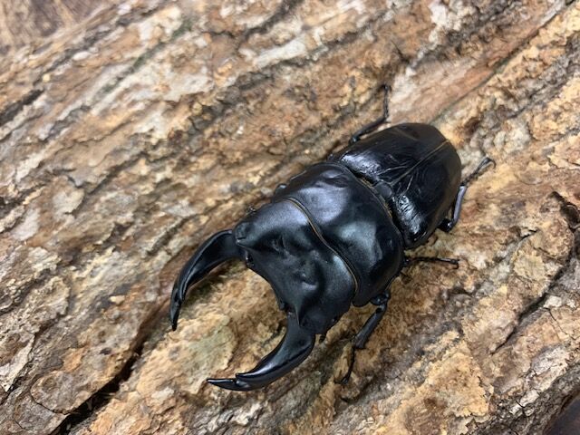 国産オオクワガタ　ゴードンR00BAN ゴードンR00BAN : カブトクワガタ☆GLOBAL