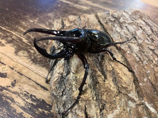 フィリピン産 クワガタ カブト ワイルド便の入荷です！(^^)v フィリピンWILD便 : カブトクワガタ☆GLOBAL