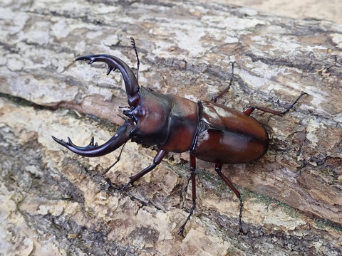 tokaoranoko-20230323