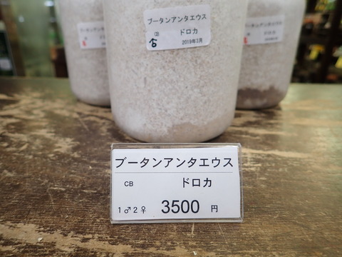 ブータンアンテ