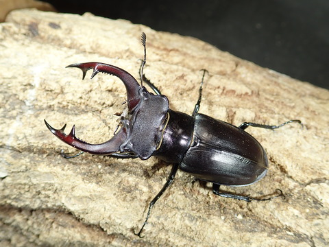 アクベ