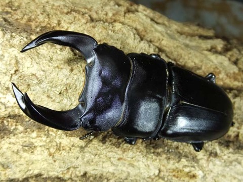 hope-arashiseven775-4