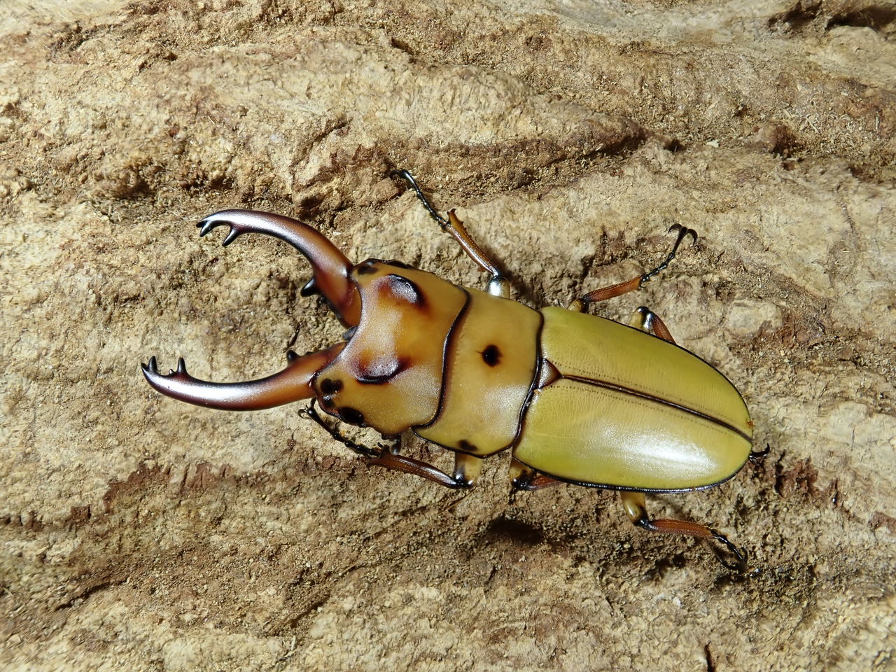 フィリピン、マレーワイルド便！！ : カブトクワガタ☆GLOBAL