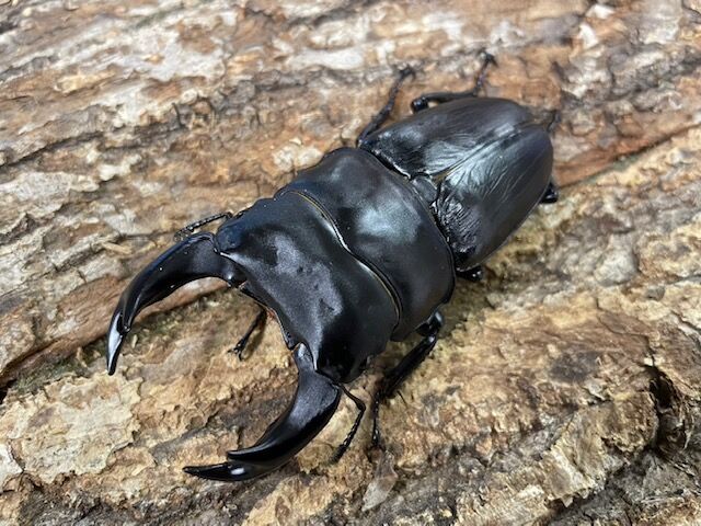 国産オオクワガタ　ゴードンR00BAN 極太血統ゴードンR00BAN : カブトクワガタ☆GLOBAL