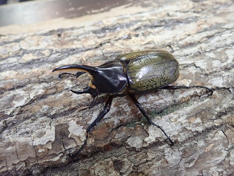 ♂単75