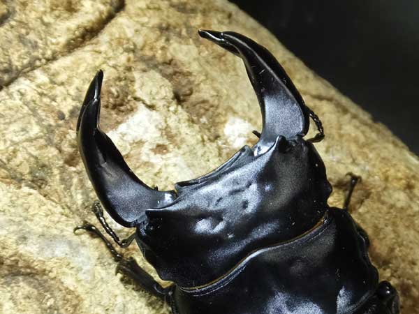 国産オオクワ極太血統！！ : カブトクワガタ☆GLOBAL