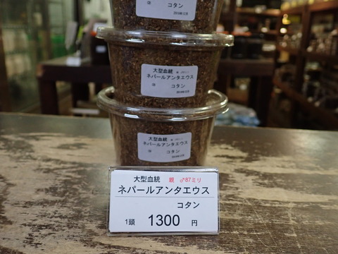 ネパールアンテ