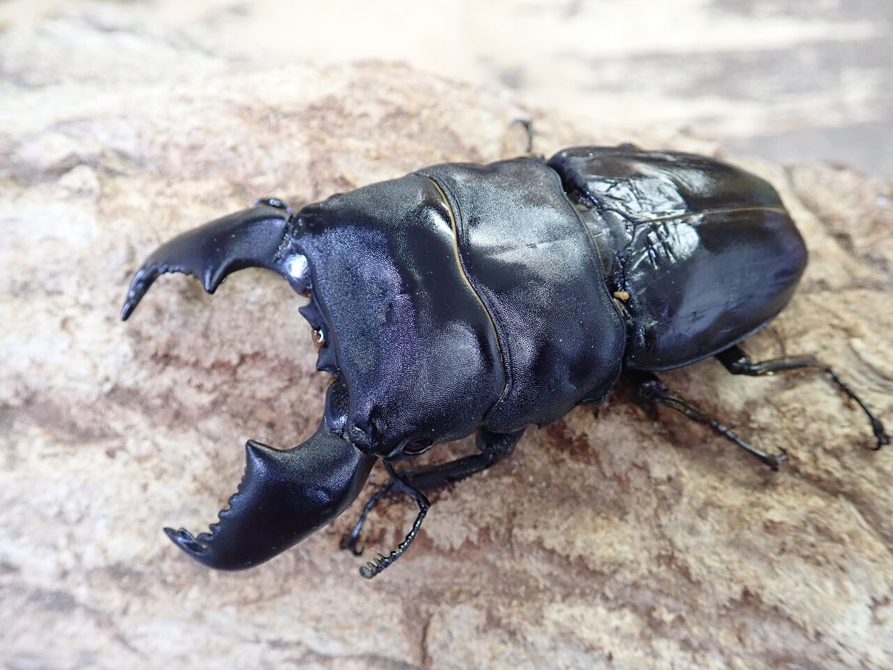 極太血統スマトラオオヒラタ！ : カブトクワガタ☆GLOBAL