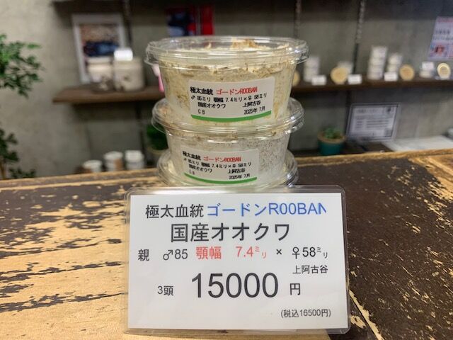 極太血統ゴードンR00BAN : カブトクワガタ☆GLOBAL