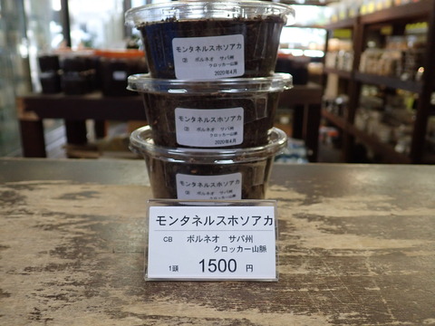 モンタネルス