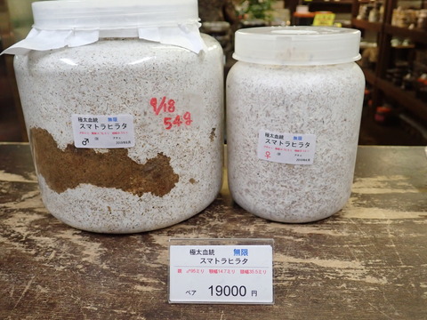 無限ペア