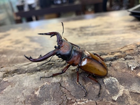 トカラノコ