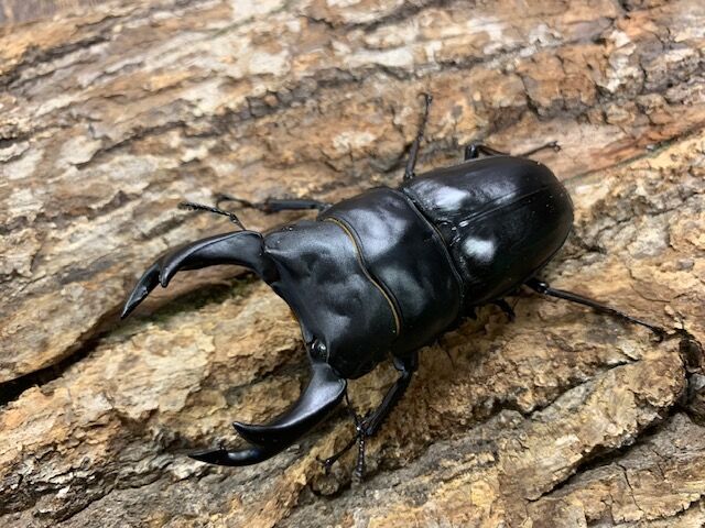 元祖奈良輪川西ちなみ爆発ライン入荷！ : カブトクワガタ☆GLOBAL