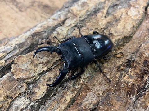 takarahirata-20251112