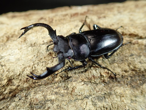 レッドタイワンシカ