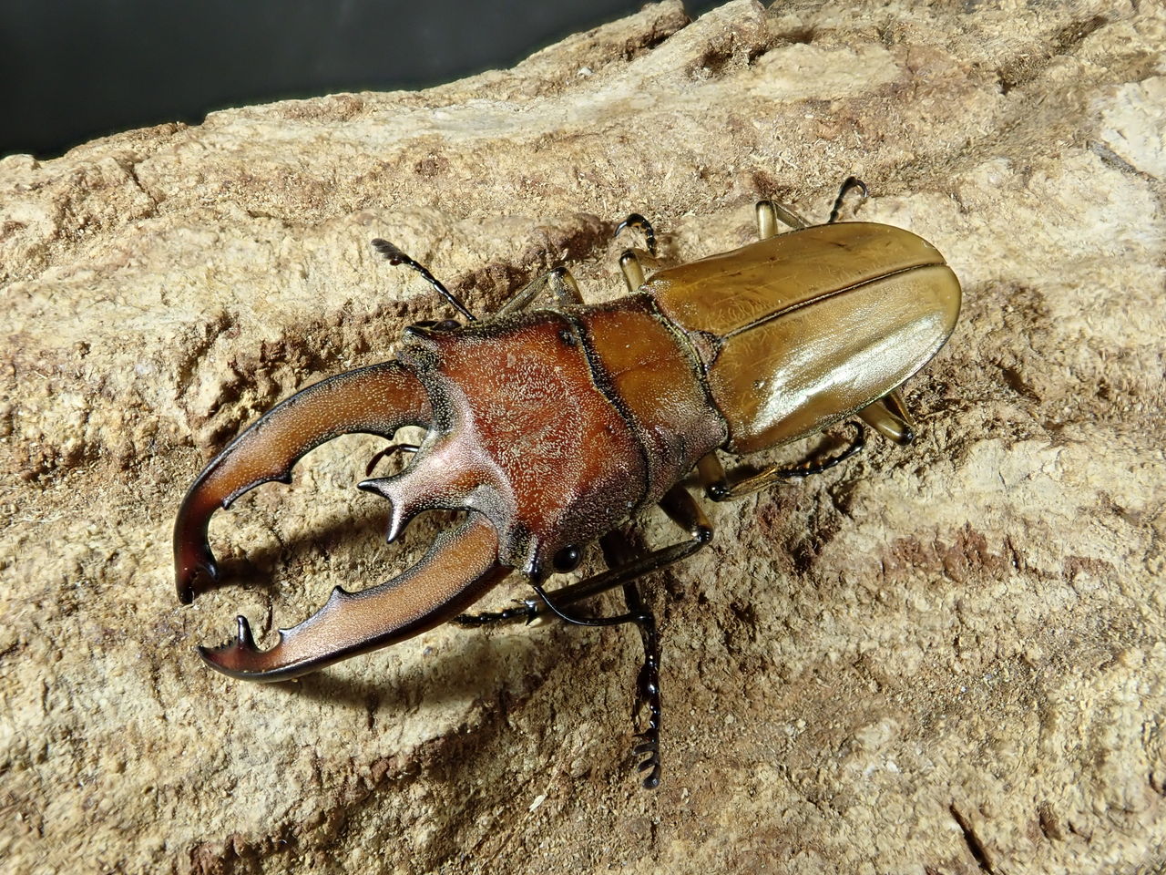 フィリピン、マレーワイルド便!! : カブトクワガタ☆GLOBAL フィリピン、マレーワイルド便!! : カブトクワガタ☆GLOBAL