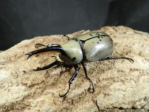 グラシロ