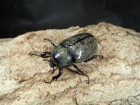 グラシロ♀