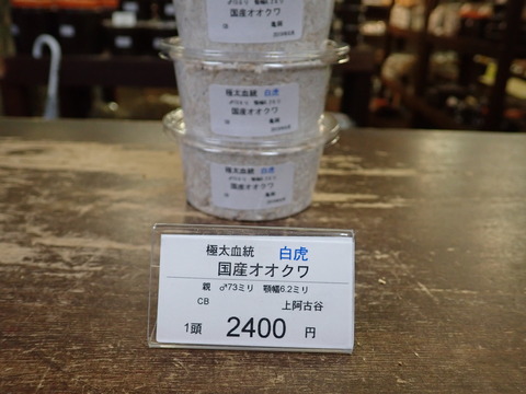 白虎