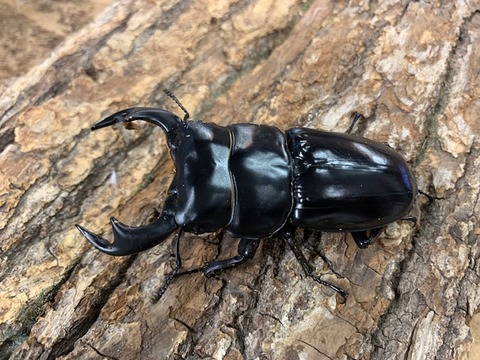 butanante82-20251023