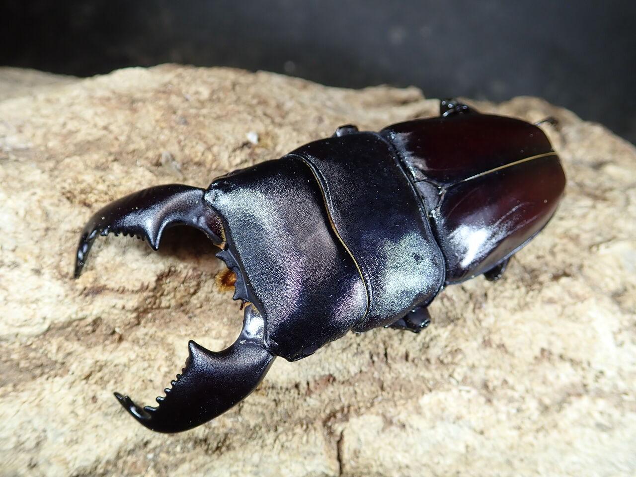 大型血統スマトラヒラタ！ : カブトクワガタ☆GLOBAL